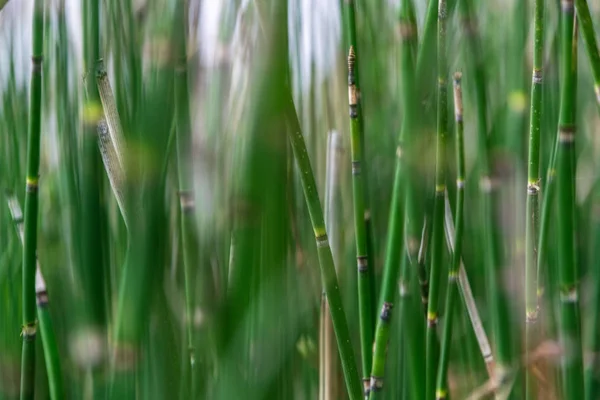 Фон Зеленой Размытой Травы Летом — стоковое фото