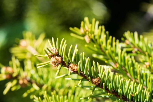 Textura Abeto Brunch Crescendo Natureza Fundo Borrado — Fotografia de Stock