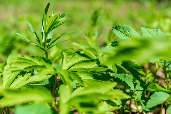 自然の中の緑植物の背景 — ストック写真