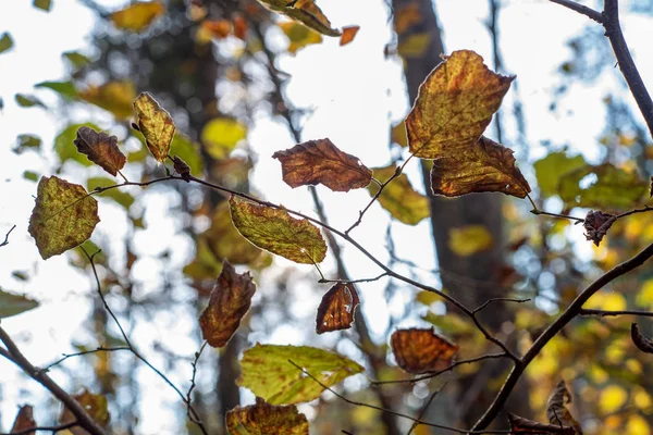 Фон Осенней Листвы Природе — стоковое фото