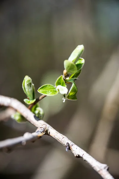 Grön Kvist Med Blad Suddig Bakgrund — Stockfoto