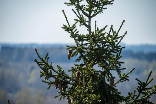 green pine tree growing in nature on blurred background