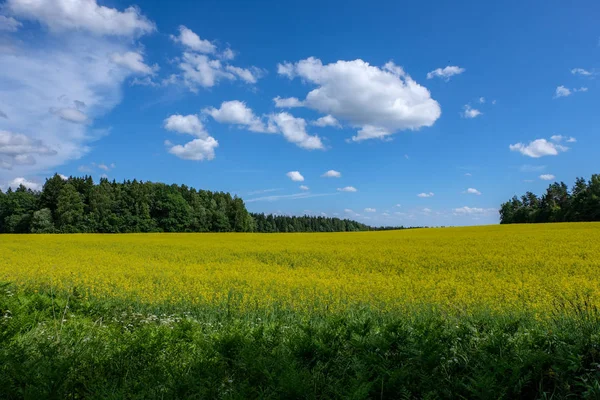 Zielone Lato Pole Pod Błękitne Niebo Chmurami Okolicy — Zdjęcie stockowe