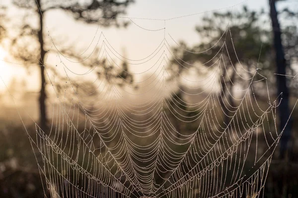 Toile Araignée Dans Nature Sur Fond Flou — Photo