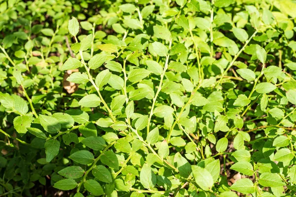 Tło Zielone Lato Liści Przyrodzie — Zdjęcie stockowe