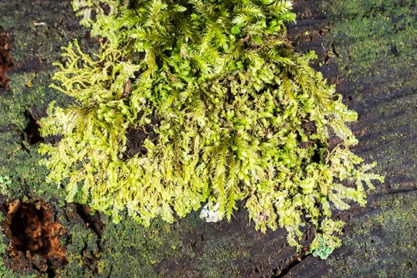 Primer Plano Vegetación Verde Brillante — Foto de Stock