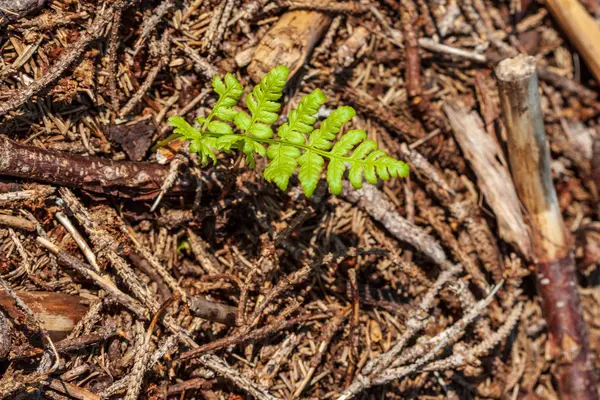 Nahaufnahme Einer Grünen Pflanze Die Boden Wächst — Stockfoto