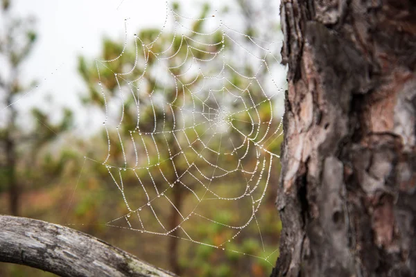 Ragnatela Ragno Con Gocce Acqua Natura Sfondo Sfocato — Foto Stock