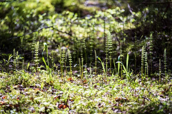 自然の中の緑植物の背景 — ストック写真