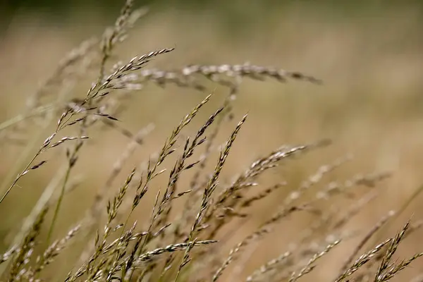 Uprawiane Pole Pszenicy Lato Niebieski Niebo Wsi — Zdjęcie stockowe