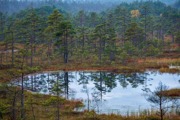 Moeras Landschap Met Reflecties Van Boom Water Bewolking — Stockfoto