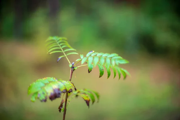 Plante Verte Dans Nature Sur Fond Flou — Photo