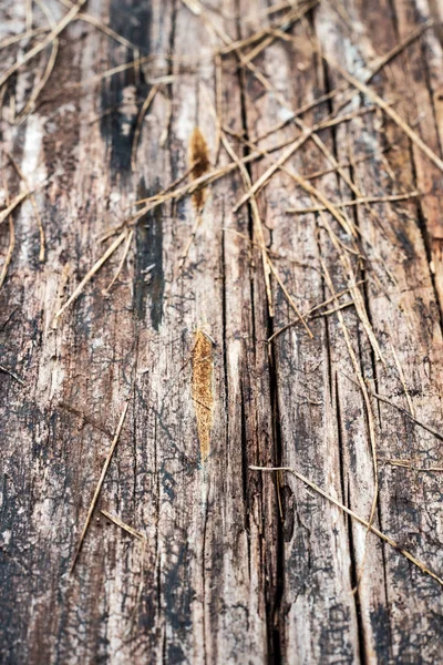 Sfondo Tavoletta Legno Grigio Secco — Foto Stock