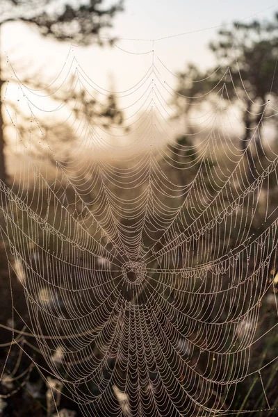 自然背景をぼかした写真のクモ蜘蛛の巣 — ストック写真