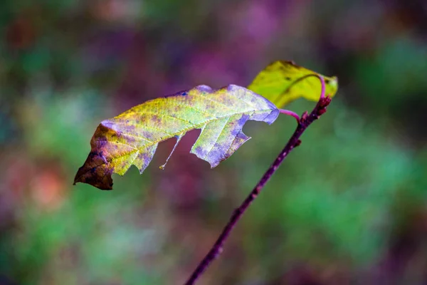 Achtergrond Van Herfst Bladeren Natuur — Stockfoto