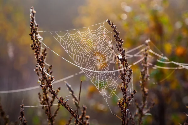 Toile Araignée Dans Nature Sur Fond Flou — Photo