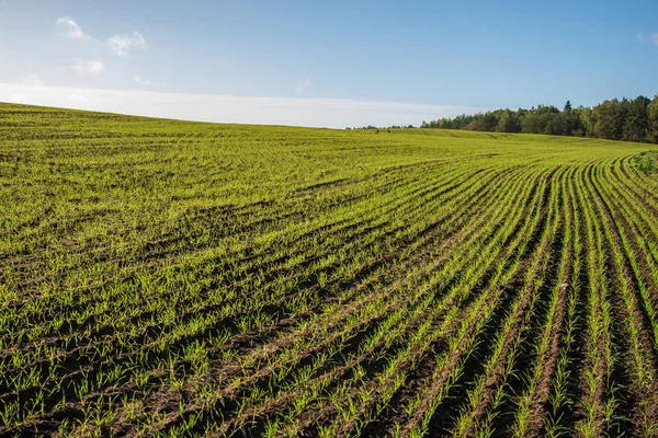 Cultivated Wheat Field Summer Blue Sky Countryside — Stock Photo, Image