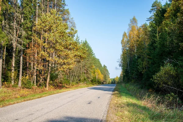 Yaz Asfalt Yol Ormanda Perspektif Içinde — Stok fotoğraf