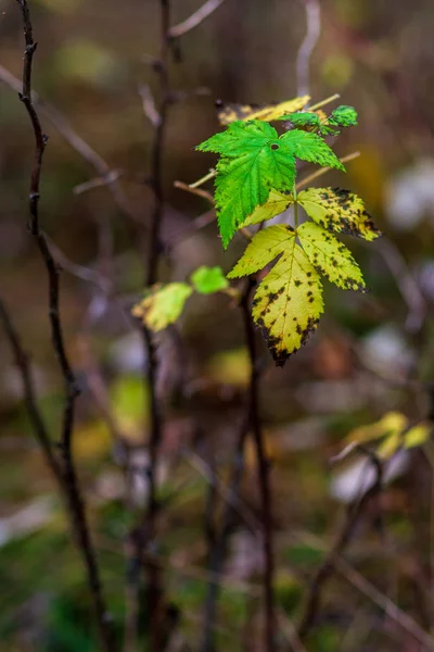 Желтые Зеленые Листья Размытом Фоне — стоковое фото