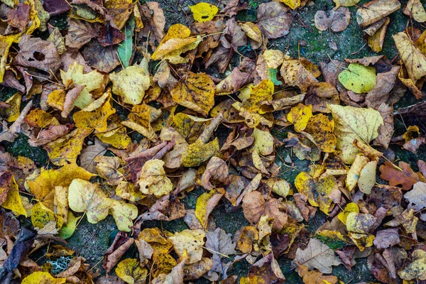 Pozadí Podzimního Listí Přírodě — Stock fotografie