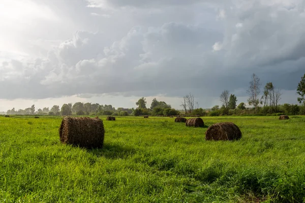 Rolls Hay Green Field Cloudy Sky Countryside Latvia — Stock Photo, Image