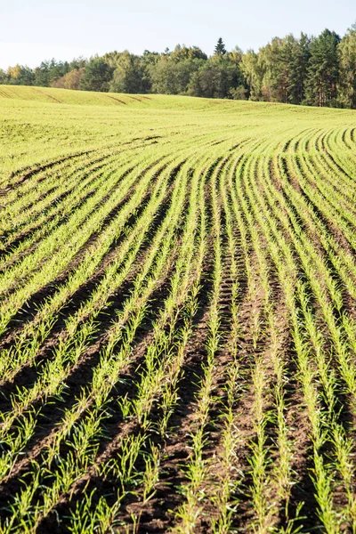 Посеянное Пшеничное Поле Летом Голубым Небом Сельской Местности — стоковое фото