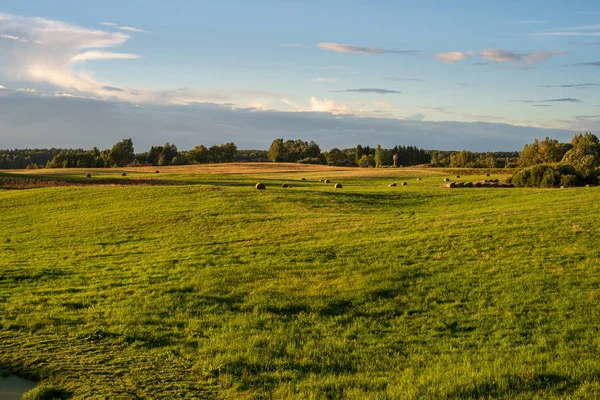 green summer field under sky in countryside