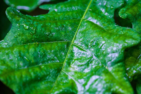 Texture Green Fresh Leaf Drops Water — Stock Photo, Image