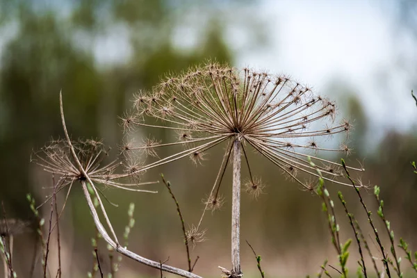 背景をぼかした写真の乾燥植物の種子のクローズ アップ — ストック写真