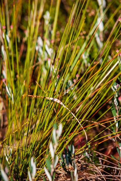 texture of green grass on blurred background