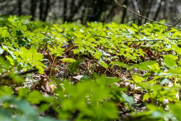 Zöld Növények Növekvő Jellegű Háttér — Stock Fotó