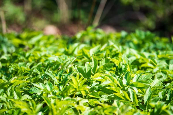 自然の中の緑植物の背景 — ストック写真