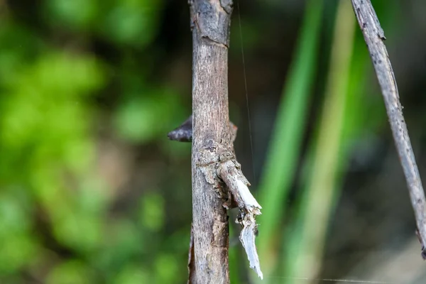 Detail Holých Větví Rozostřeného Pozadí — Stock fotografie