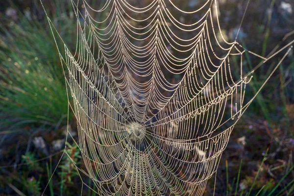 Ragno Ragnatela Natura Sfondo Sfocato — Foto Stock