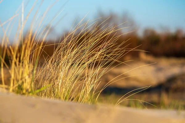 Close Van Gras Groeien Zand Zonlicht — Stockfoto