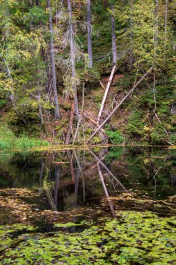 su yüzeyi yeşil yeşillik, bitki örtüsü ve kırmızı kumtaşı kayalıklarla, nehir Gauja Letonya ile sakin