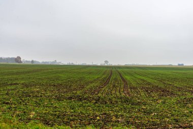 yeşil yaz alan kırsal kesimde gökyüzü altında