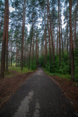 Yaz aylarında ormandaki dalgalı yol asfalt