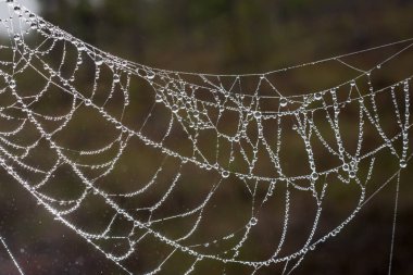 spider cobweb with water drops in nature on blurred background clipart