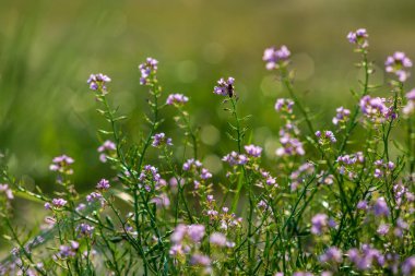 güzel çiçek açan çiçekler alanında büyüyen