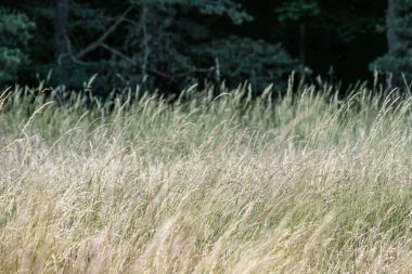 kırsal mavi gökyüzü altında yaz aylarında buğday alan ekili