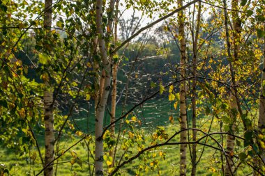 yatay yaz yeşil orman güneş ışığı altında