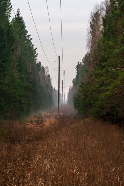 güç hatları yakınındaki ormanda bulutlu gökyüzü altında