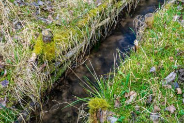 küçük dere ve çim kıyısında yakın çekim