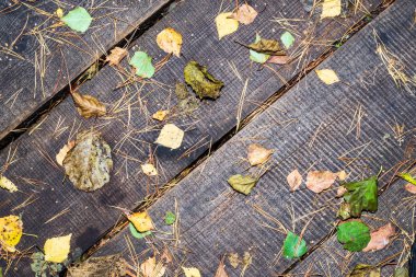 arka plan eski kuru ahşap tahta ile sonbahar yaprakları ve Çam iğneleri