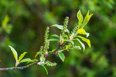 arka plan bulanık yapraklarda ile yeşil bahar dalı