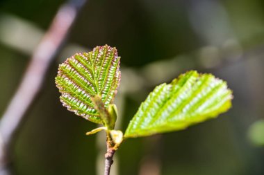 arka plan bulanık yapraklarda ile yeşil bahar dalı