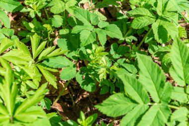 yeşil bitkiler doğada arka plan