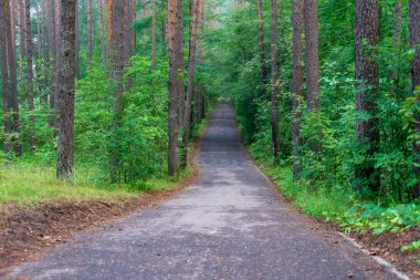 Yaz aylarında ormandaki dalgalı yol asfalt