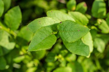 arka plan bulanık yapraklarda ile yeşil bahar dalı